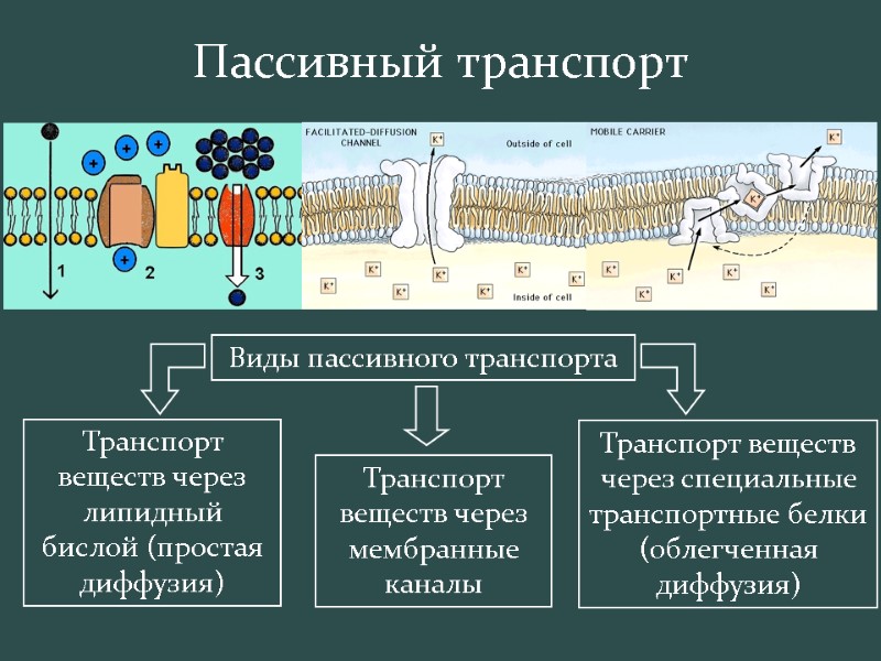 Пассивный транспорт Виды пассивного транспорта Транспорт веществ через липидный бислой (простая диффузия) Транспорт веществ